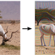 Illustration for article titled Artificial Neural Networks Can Day Dream–Heres What They See